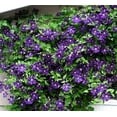 thumbnail image 1 of Jackmani Clematis Vine - Velvety-Purple - 2.5" Pot, 1 of 4