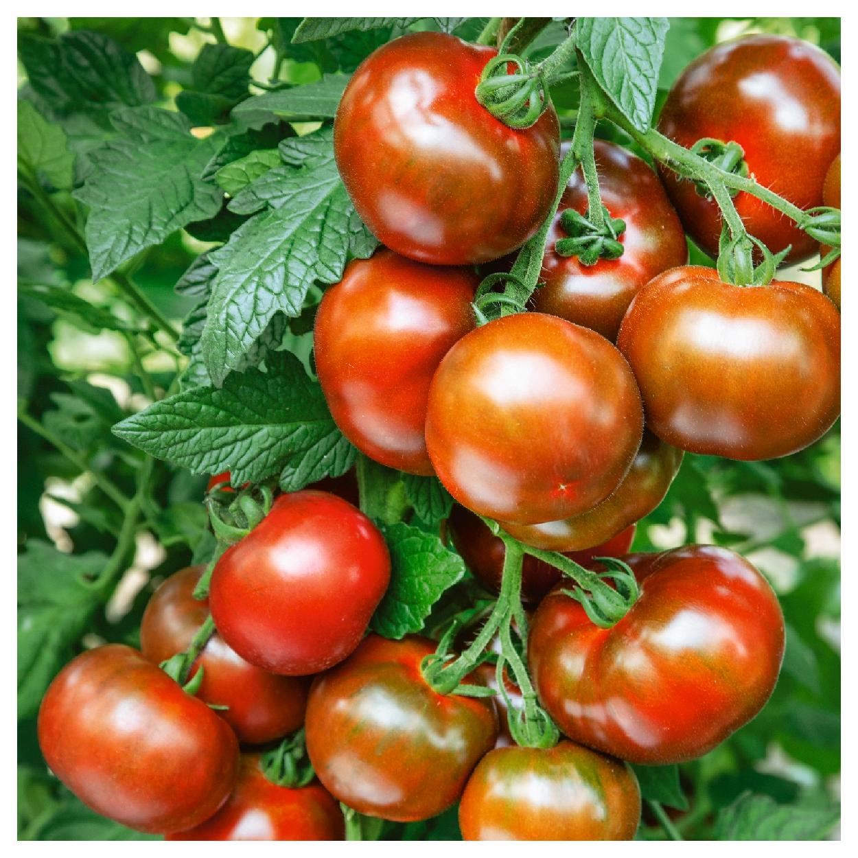 Everwilde Farms - 1 oz Organic Black Prince Heirloom Tomato Seeds - Gold Vault Bulk Seed Packet