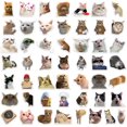 thumbnail image 1 of 50 Pegatinas Con Expresiones Populares De Gatos Para Maletas, Bolígrafos, Guitarras Y Cuadernos, 1 of 8
