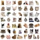 thumbnail image 1 of 50 Pegatinas Con Expresiones Populares De Gatos Para Maletas, Bolígrafos, Guitarras Y Cuadernos, 1 of 8
