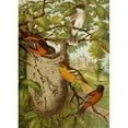 thumbnail image 3 of Christian Anton Goering 18x24 Black Modern Framed Museum Art Print Titled - The North American Vogelwelt Pl33 (1891), 3 of 5