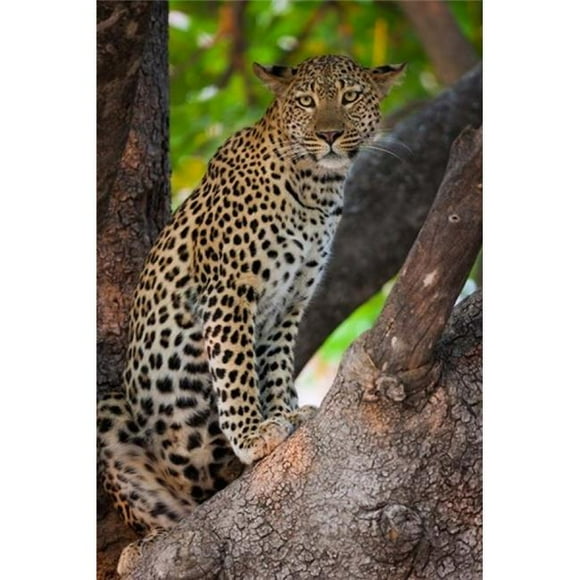 Danita Delimont PDDAF05AWO0020B Leopard Botswana Poster Print by Art Wolfe, 12 x 17