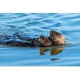thumbnail image 2 of Haddad, Sheila 14x11 Gold Ornate Wood Framed with Double Matting Museum Art Print Titled - A juvenile and mother sea otter float together serenely in Moss Landing Harbor-California, 2 of 4