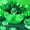 Green, variant on Seashell Light String, 10m 80LED Under The Sea Fairy Lights Battery Powered for Summer Garden Landscape Wedding Party Christmas Lighting Decoration