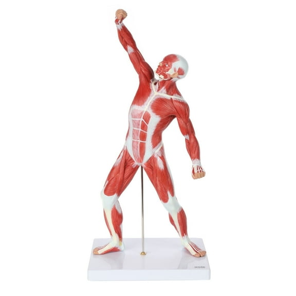 Axis Scientific 20” Mini Human Muscular System Model with Stand & Guide