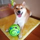 thumbnail image 3 of Juguete para perros pequeños, medianos y grandes - Juguetes interactivos para cachorros - Pelota de entrenamiento - Pelota segura, divertida, con sonidos y que habla, 3 of 5