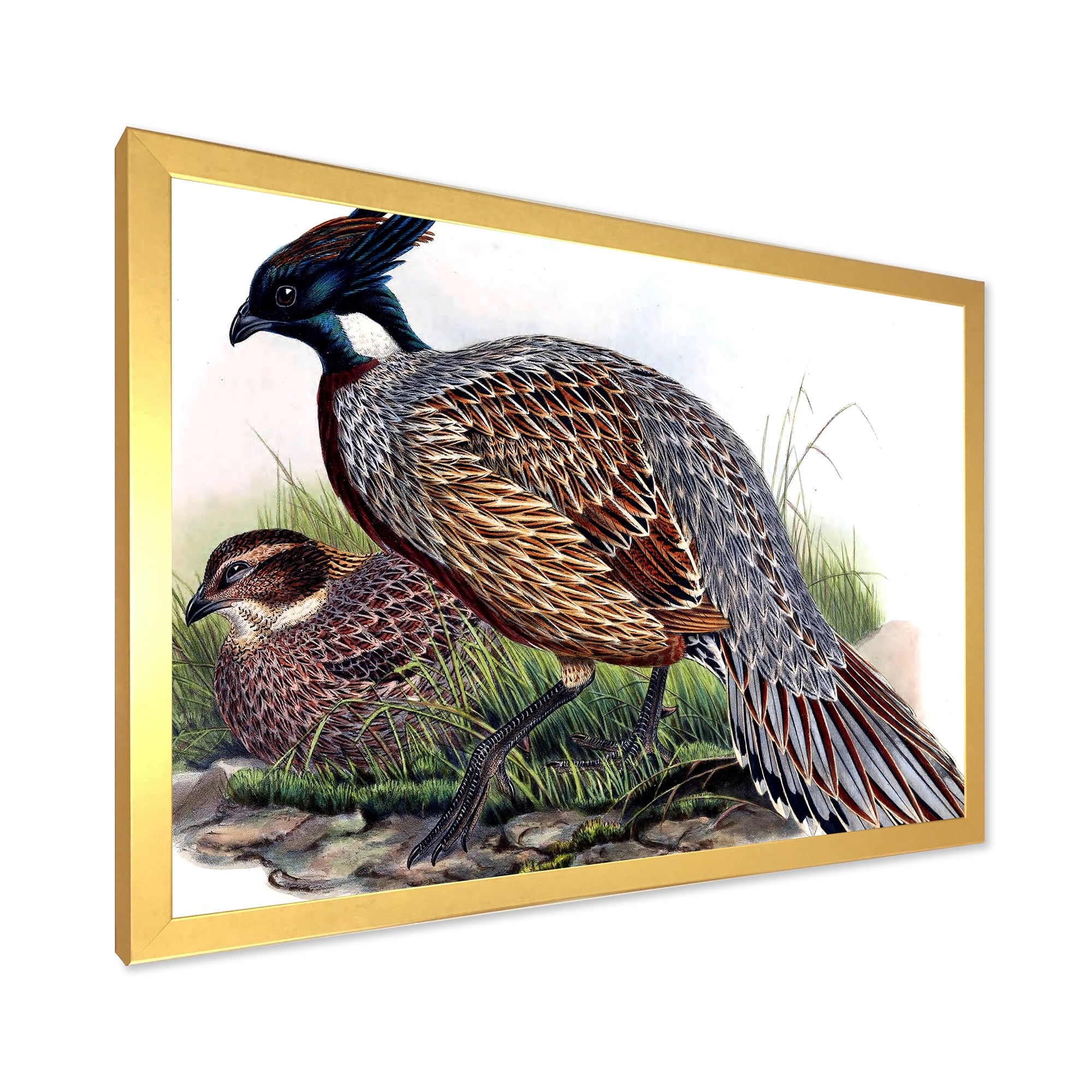 Designart 'Close Up Of Vintage Countryside Birds' Farmhouse Framed Art Print