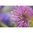 thumbnail image 2 of Terrill, Steve 18x13 White Modern Wood Framed Museum Art Print Titled - Oregon, Portland Close-up of pink clover bloom, 2 of 4