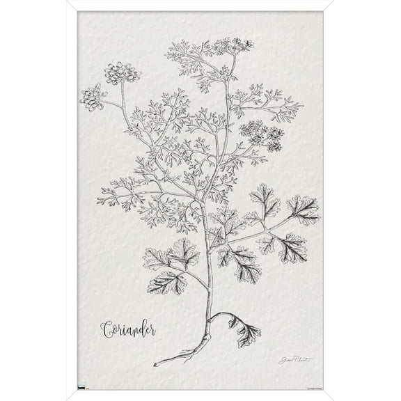 Jean Plout - Botanical Studies on Paper Coriander Wall Poster, 22.375" x 34" Framed