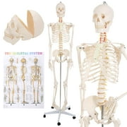 Skeleton Model Human