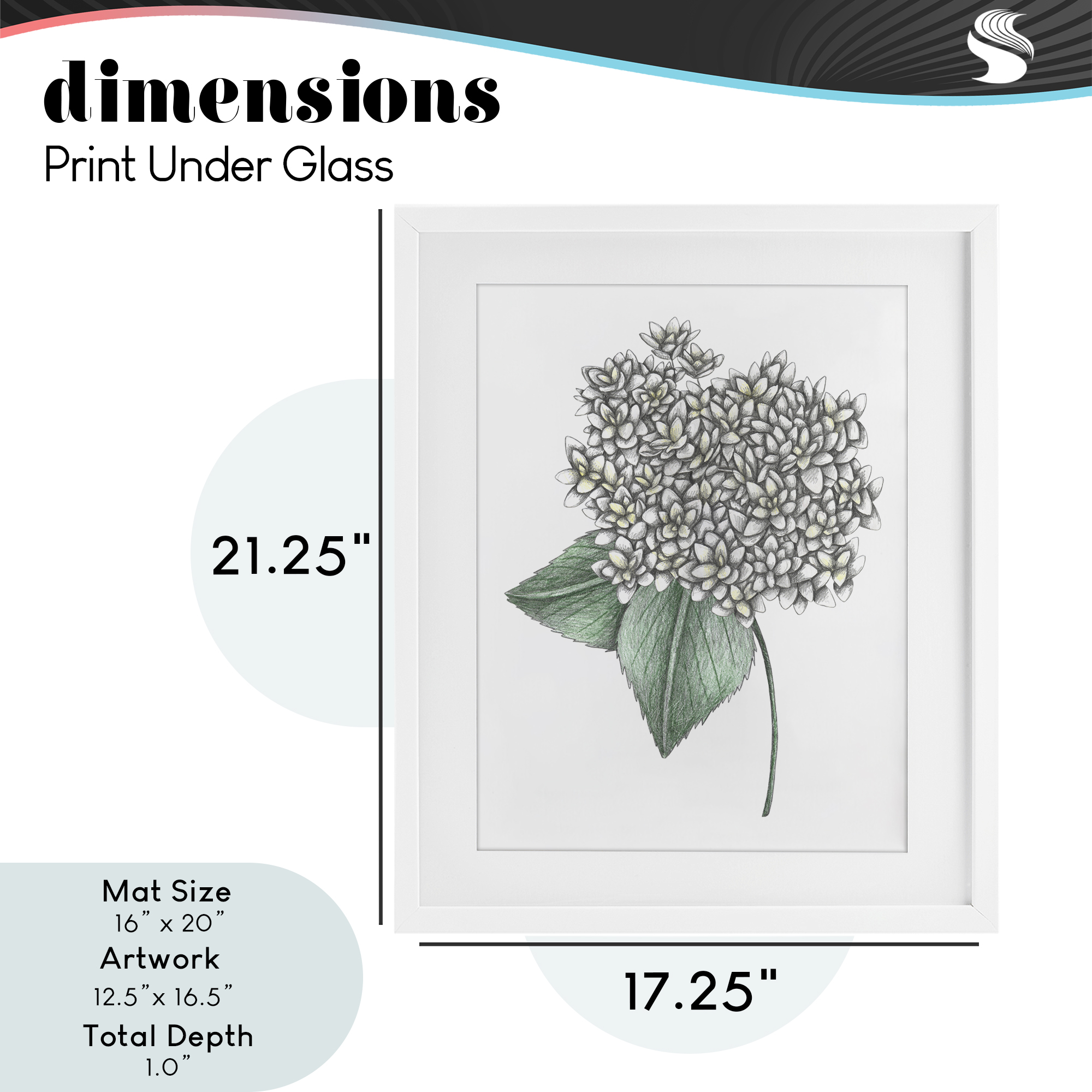 White Hydrangea Sketch Blossom White Framed Print Under Glass, design by Cecilia Battaini