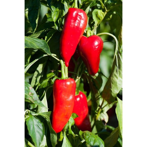 The Greek Kitchen Flame Roasted Red Peppers 450g, British Import (Pack of 3)