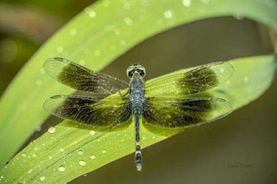 Amazon Dragonfly Ca