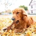 thumbnail image 2 of dog chews for aggressive chewers, dog chews for large breeds, indestructible and durable dog chews, 2 of 5