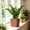 Square Self-Watering Pot Under $5 a2, variant on CQCYD Square Self-Watering Planter, 8x8x7 Inch Faux Rattan Texture, Plastic Reservoir Container, Decorative Square Self-Watering Pot for Indoor Greenery Succulents and Home Decor