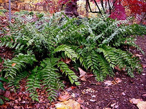 Japanese Holly Fern - 10 Live Plants - Cyrtomium Falcatum Rochfordianum