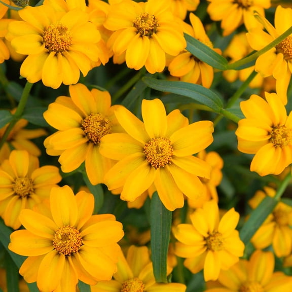 Marigold Seeds - Disco Series - Yellow - 100 Seed Packet - Tagetes patula - Non-GMO, Open Pollinated - Flower Gardening
