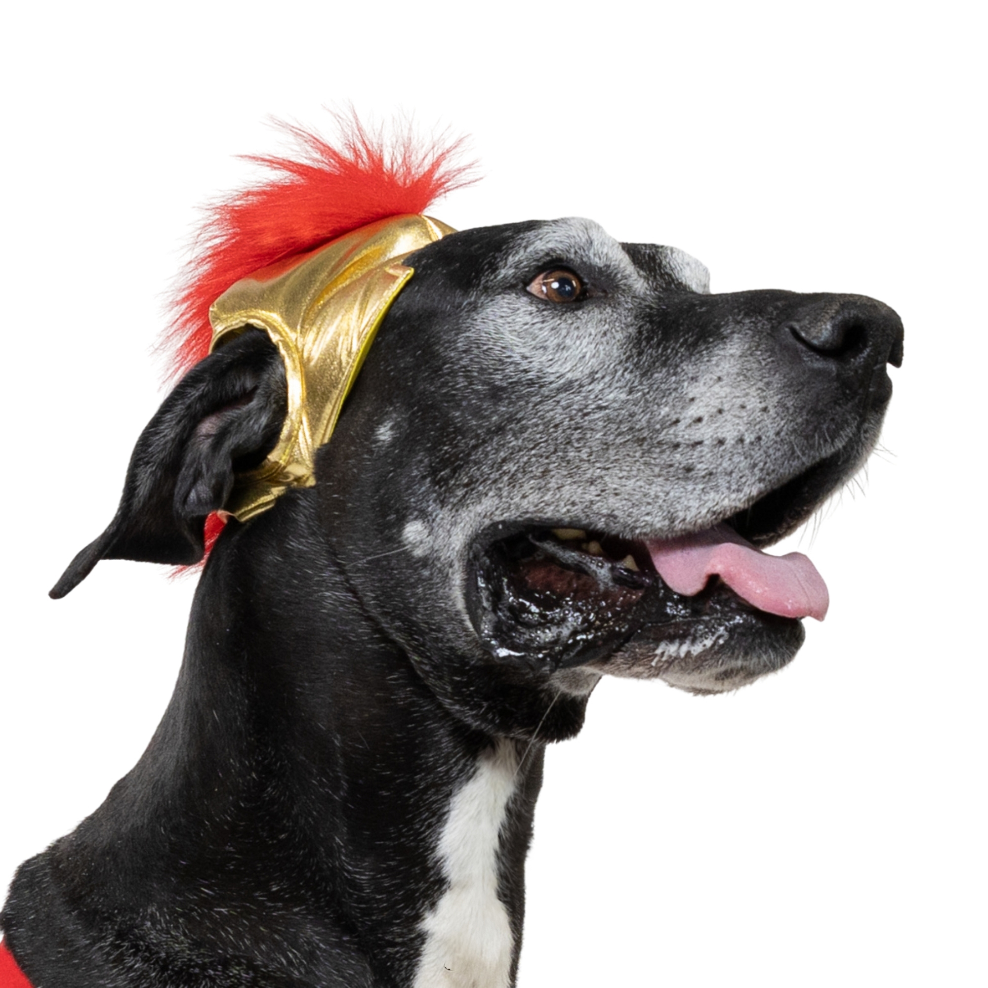 Vibrant Life Halloween Gladiator Costume for Dogs, Multicolor, Extra Large
