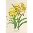 thumbnail image 2 of Charles Antoine Lemaire 17x24 Gold Ornate Framed and Double Matted Museum Art Print Titled - Lily Leichtlinii (1854-1896), 2 of 4