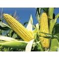 thumbnail image 5 of Readi Soil 22 lb. Organic Biochar Soil Amendment – Carbon-Rich Conditioner for Water Retention & Root Growth, 5 of 6