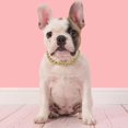 thumbnail image 2 of LHCER Dog Collar, Good Durability High Strength Pet Dog Necklace, With Polished Cats Animals Dogs For Pets, 2 of 8