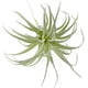 thumbnail image 4 of Tillandsias, bromelias y plantas aéreas artificiales sin macetas para decoración de interiores Suculentas artificiales en paquete de 2, 4 of 6
