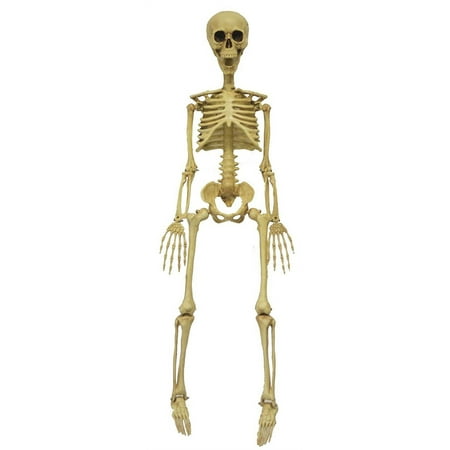 36  Skeleton Halloween Prop