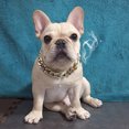 thumbnail image 6 of Gold Plated Dog Chain Leash Set Pet Hop Necklace Accessory Kit, 6 of 8