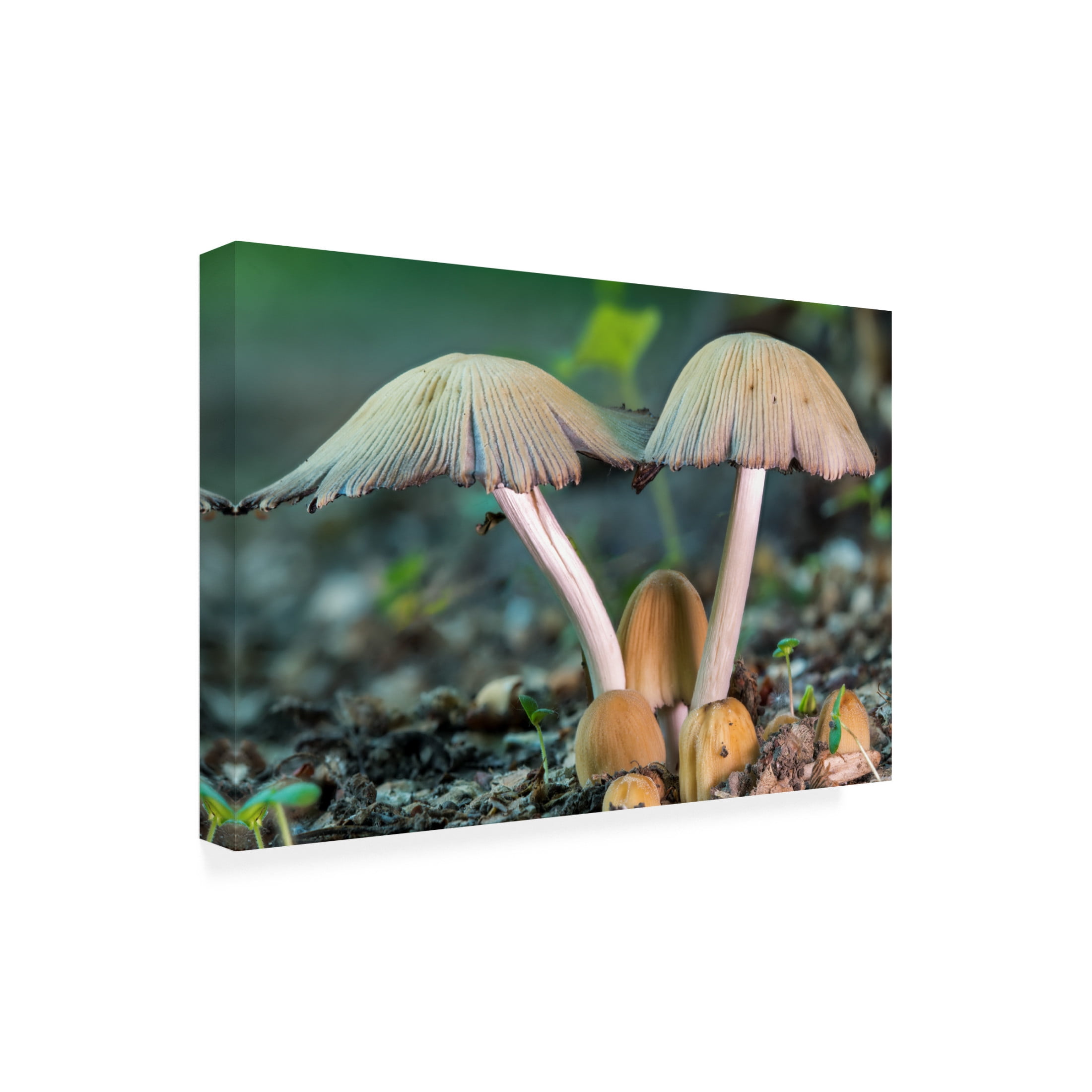 Canvas Wall Art - Gordon Semmens 'Textures 36' Wall Art for Living Room, Bedroom, or Office Décor by Trademark Fine Art - 19 x 12 Inches