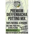 thumbnail image 2 of DIEFFENBACHIA - Dumb Canes Premium Potting Mix, 2 of 8