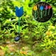 thumbnail image 5 of El jardín solar del enciende de la lámpara del LED de Sharpla luces de tulipán, 5 of 7