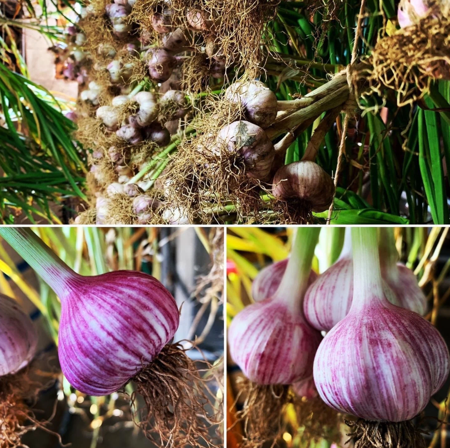 0.5 Lb Mixed Garlic Bulbs, Random Chesnok Red Garlic Music Garlic  Italian Garlic German Garlic Russian Garlic Cloves, Hardneck Garlic Tubers, Ready To Grow
