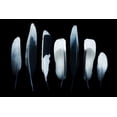 thumbnail image 2 of Incado 14x11 White Modern Wood Framed Museum Art Print Titled - Feathers, 2 of 4