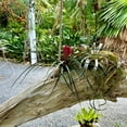 thumbnail image 3 of ragnaroc Live Air Plants – Flowering Tillandsia Cyanea, Giant 15-18" - 3ct - Live Arrival Guaranteed - House Plants for Home Decor & Gift, 3 of 5