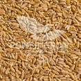 thumbnail image 6 of Khorasan Wheat - Certified 100% Organic Khorasan Whole Wheat Grain (5 Pounds), 6 of 6