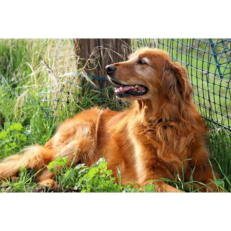 Laminated Poster Golden Happy Golden Retriever Dog Retriever Cute