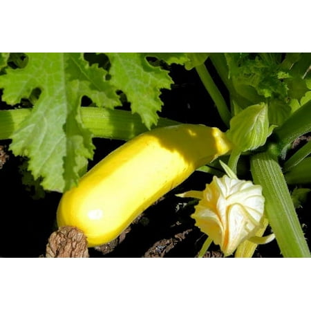 Proven Winners 4-Pack, 4.25 in. Eco+Grande, Gold Rush (Zucchini) Live Vegetable Plant