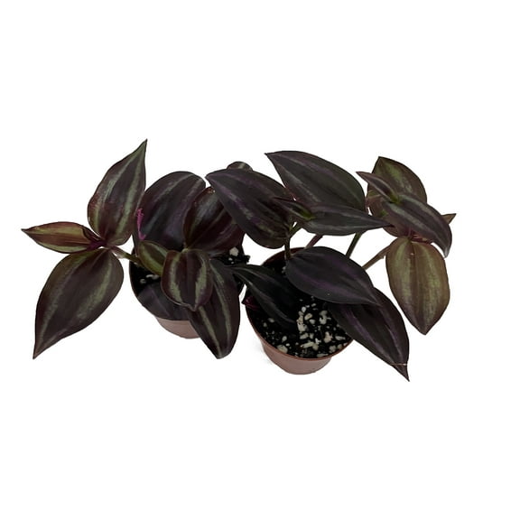Burgundy Tradescantia - 2 Plants in 2" Pots - Easy House Plant