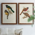thumbnail image 6 of Elegant Trogons III - Premium Framed Canvas 2 Piece Set - Ready to Hang, 6 of 7