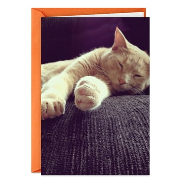 Hallmark Shoebox Funny Birthday Card (Celebrate Like a Cat)
