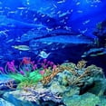 thumbnail image 3 of Decoración de peces de acuario Artificial, anémona de mar de silicona, adorno de peces artificiales, 3 of 8