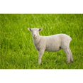 thumbnail image 1 of Lamb Poster Print by Don Hammond, 34 x 22 - Large, 1 of 1