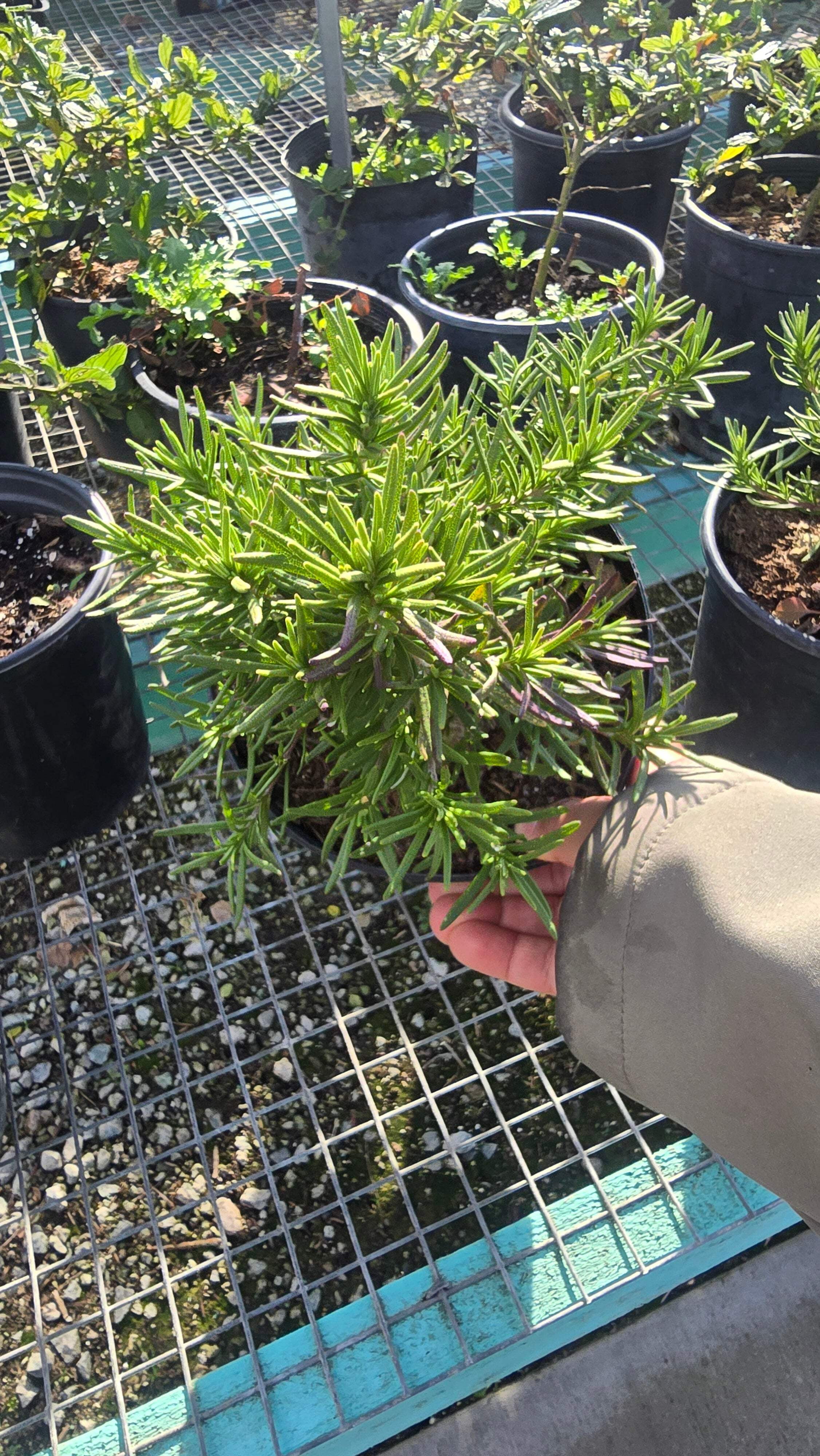 Rosmarinus officinalis 'Tuscan Blue' Rosemary plant 1 gal pot - Get similar