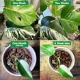 thumbnail image 2 of Noot Bio-Organic Plant Food Liquid Fertilizer | Makes 7 Gallons | Root Boosting Mycorrhizae | Fast Growth for Monstera, Aroid, Succulent, Orchid, Calathea, Philodendron | Use Every Watering (2 Vials), 2 of 7