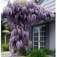 thumbnail image 4 of Amethyst Falls Wisteria Vine - 4" Pot, 4 of 4