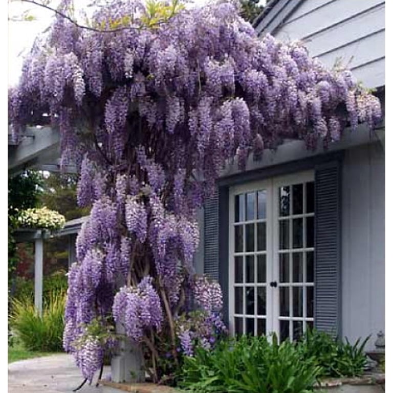 Amethyst Falls Wisteria Vine - 4" Pot
