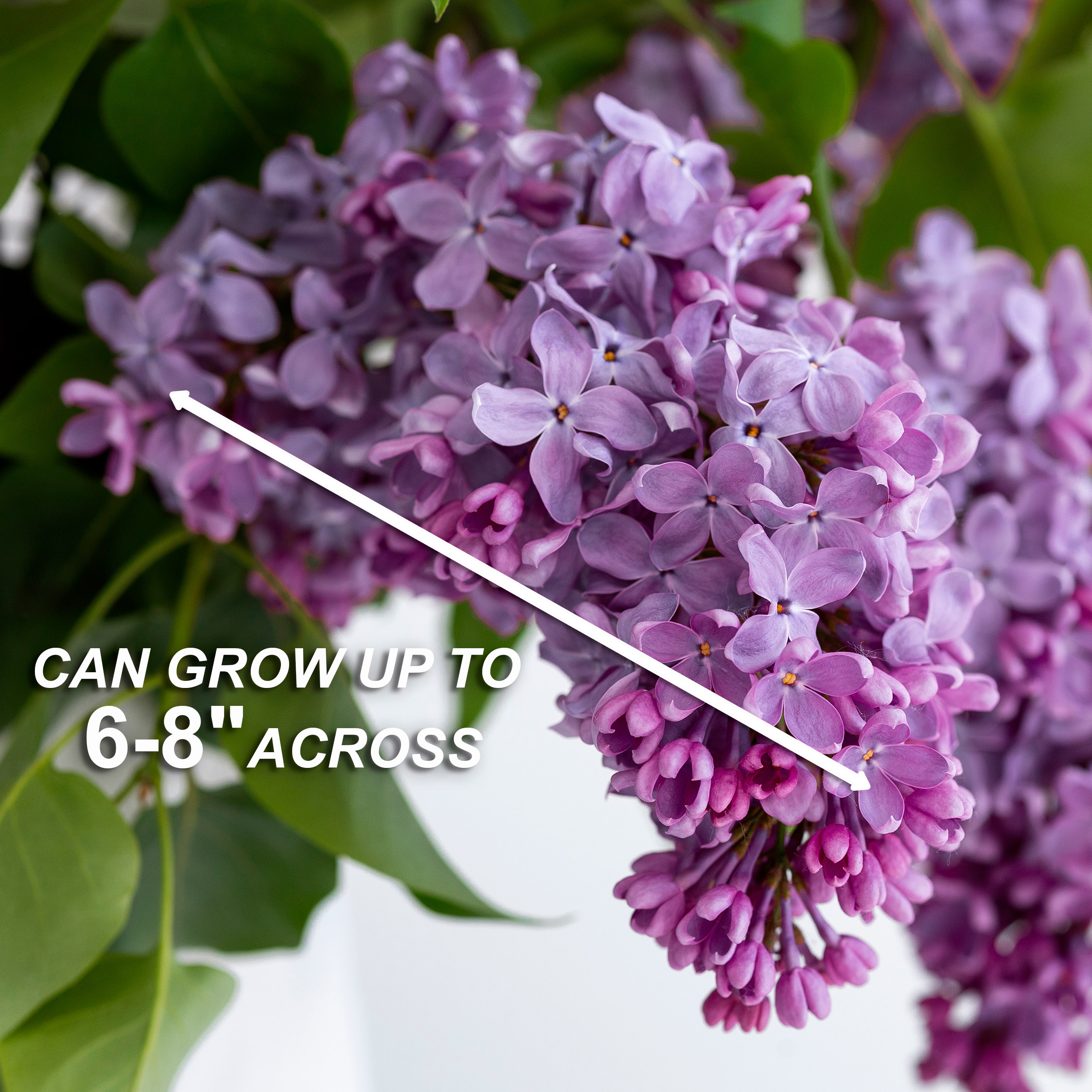 Garden State Bulb Common Purple Lilac Shrub, Live Bare Root (Bag of 1) - image 4 of 8