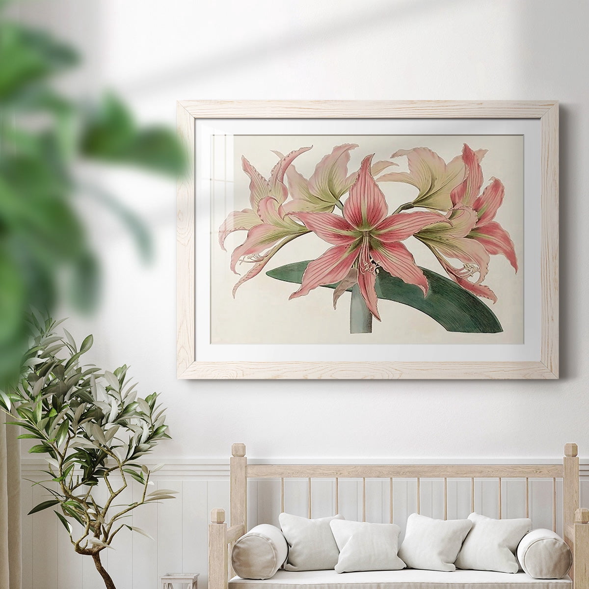 Amaryllis Varietals I-Premium Framed Print - Ready to Hang