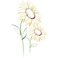 thumbnail image 3 of CafePress - Sunflowers813 White T Shirt - Men's White Classic Cotton T-Shirts, 3 of 4
