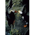 thumbnail image 2 of Williams, Joanne 11x14 Gold Ornate Wood Framed with Double Matting Museum Art Print Titled - AK, Pribilof Islands Puffins on cliffside, 2 of 4